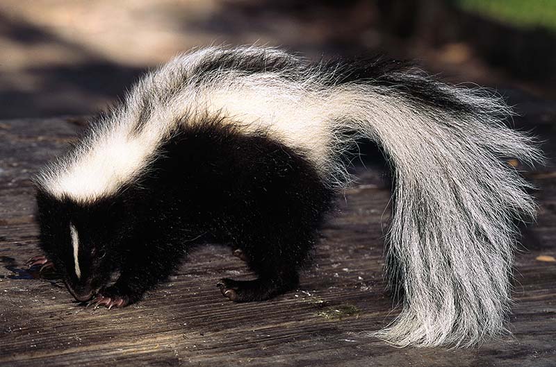 Skunk