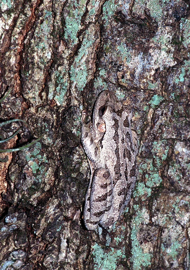 Tree Frog A2