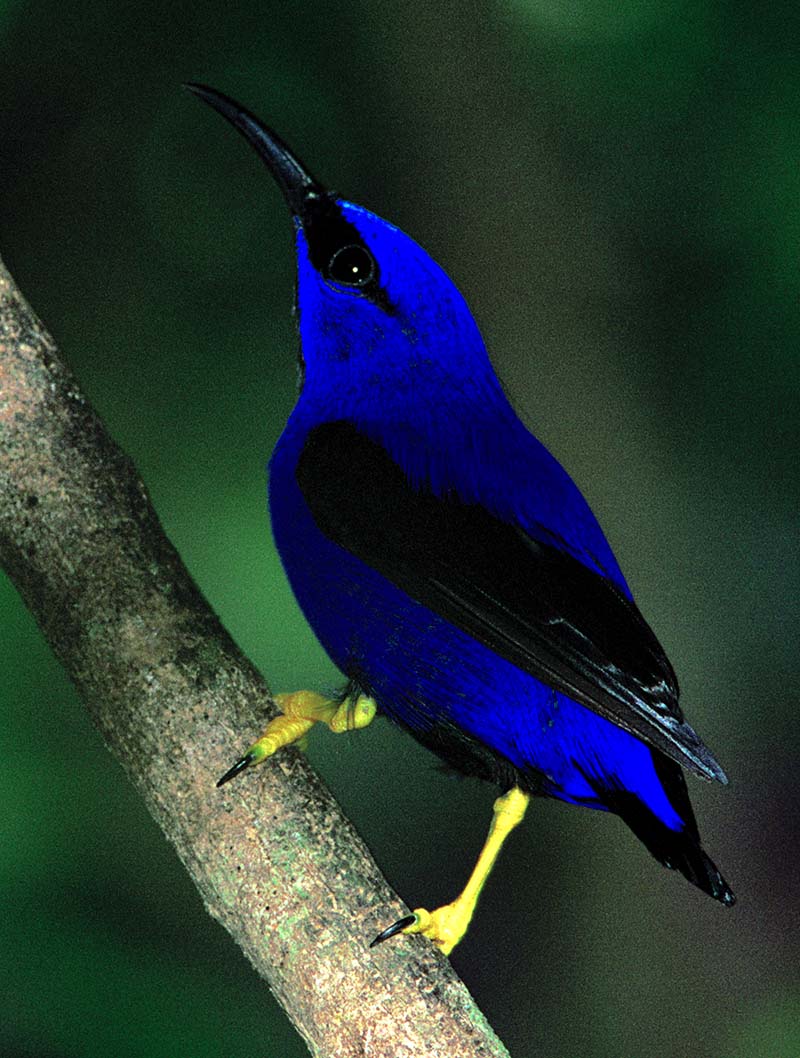 1511