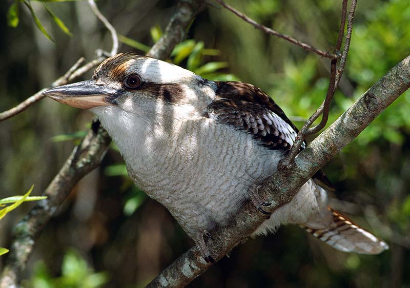 Australian Bird