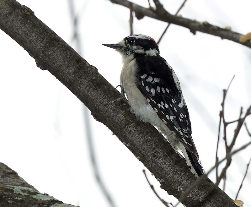 DSC_4750