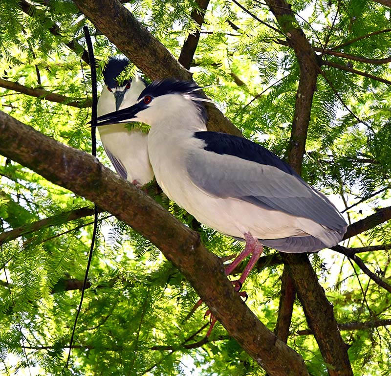 DSC_9989