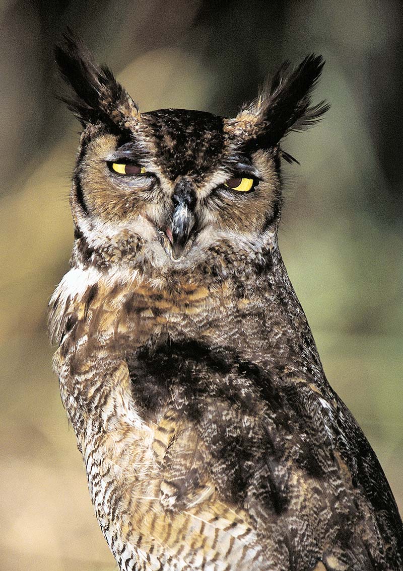 Horned Owel