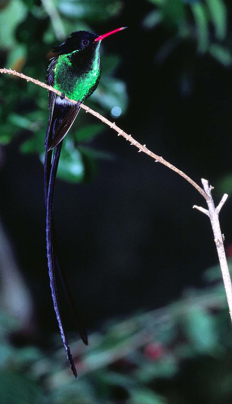 Humingbird 01