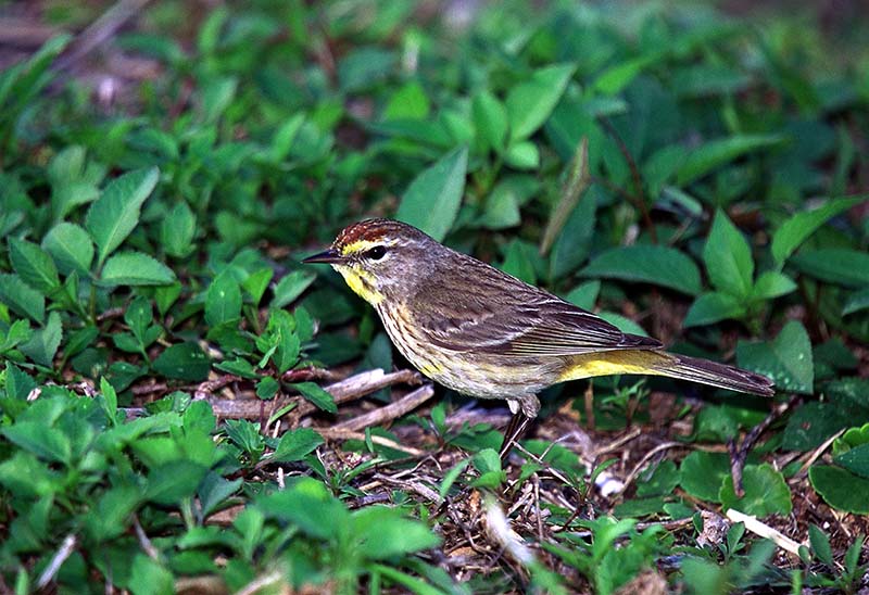 Small Bird