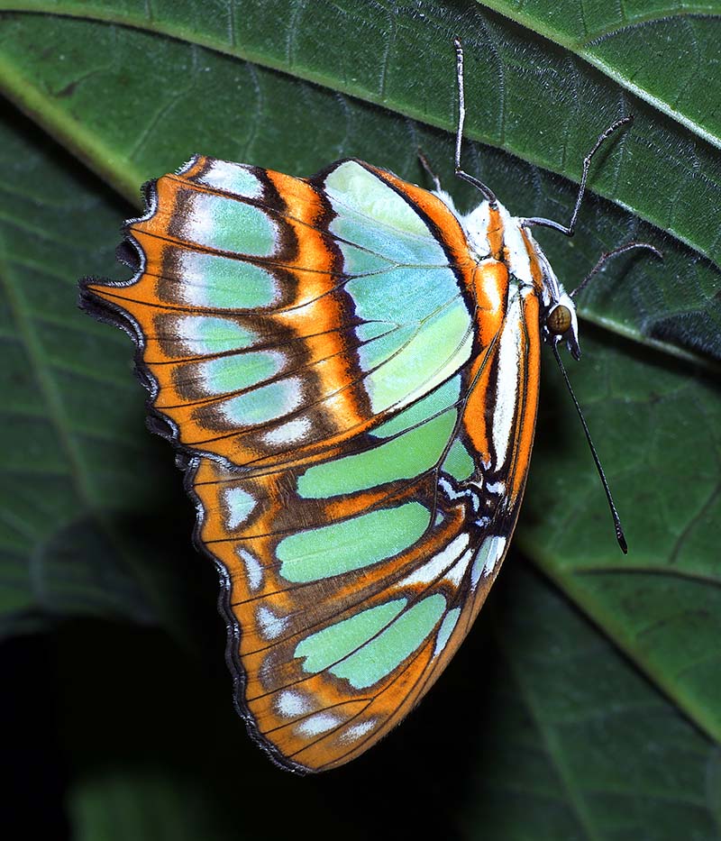 Grenn & Orange butterfly