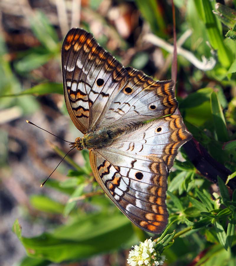 P3180046