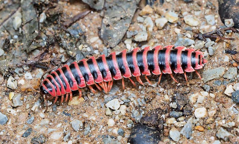 P7071279