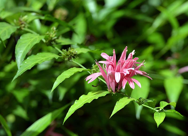 DSC_2517