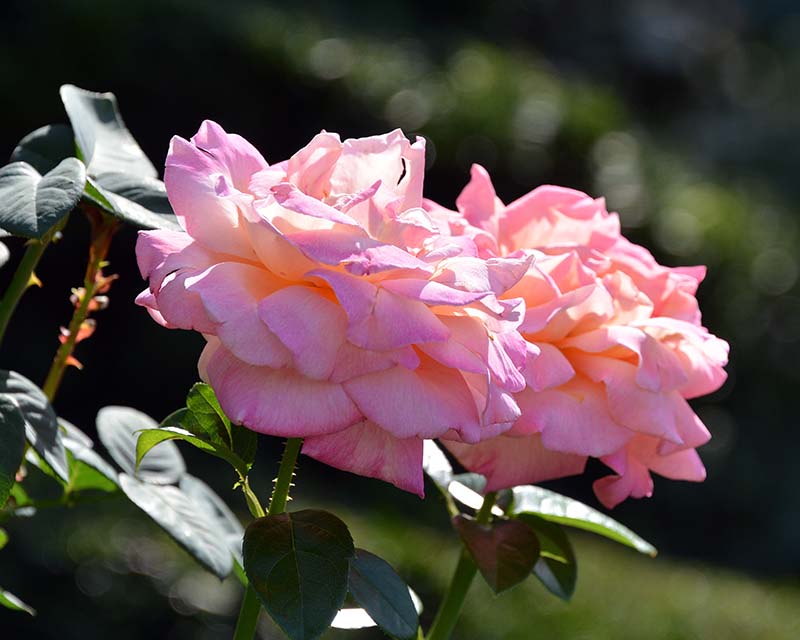 DSC_4993