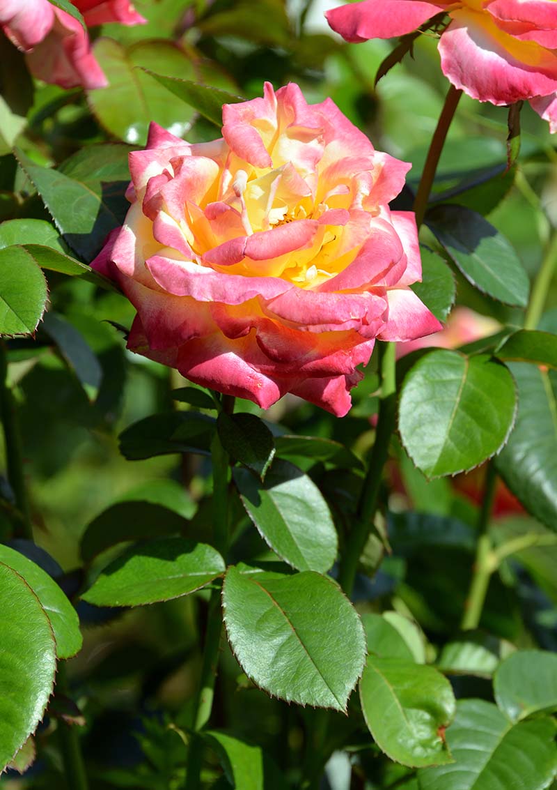 DSC_5033