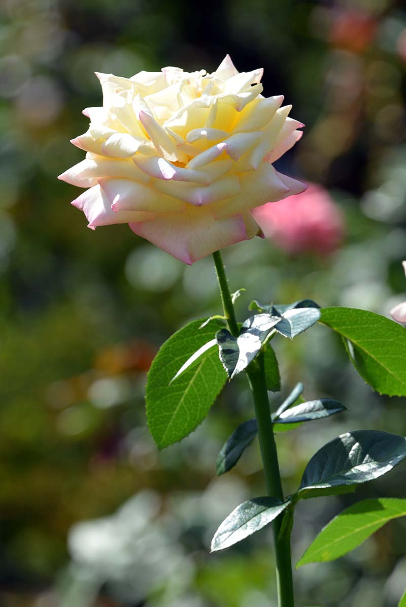 DSC_5039
