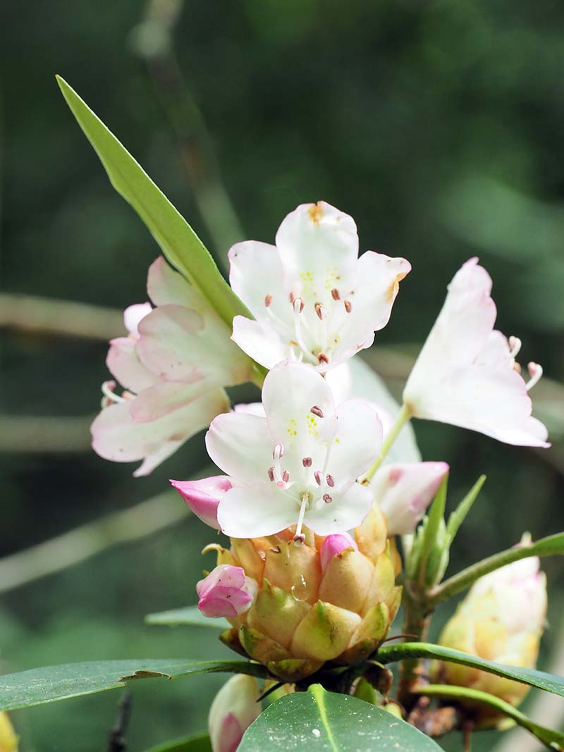 P7071423