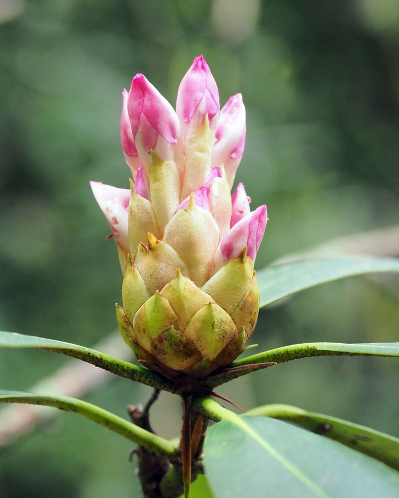 P7071426