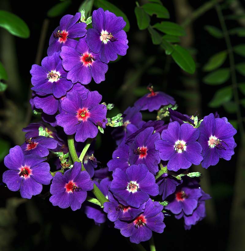 Purple flower