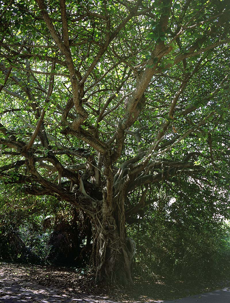 1453
