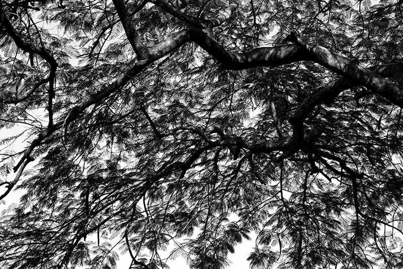 DSC_0932 BW